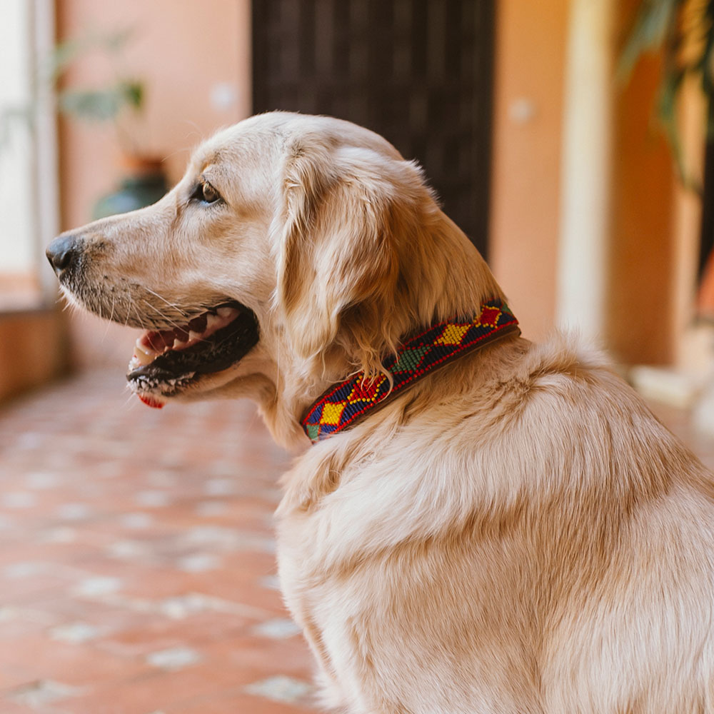 Kenya Dog Collar - Image 2