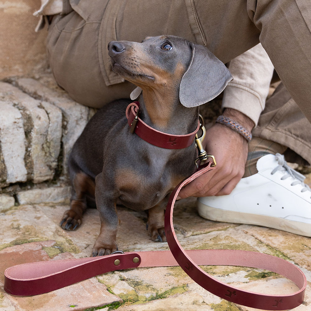 Collar para perros Cuero Premium Cereza - Image 2