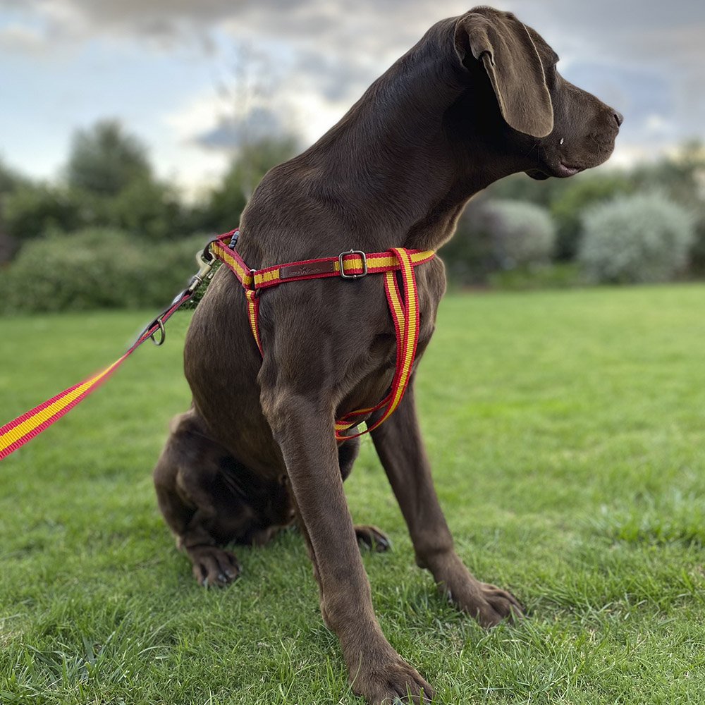 Spain Harness - Image 2