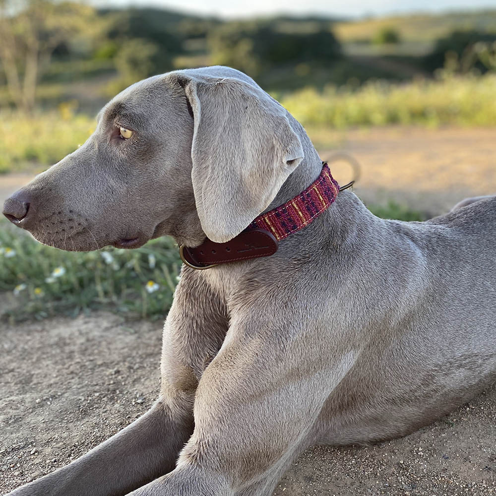Collar para perros Luca - Image 2