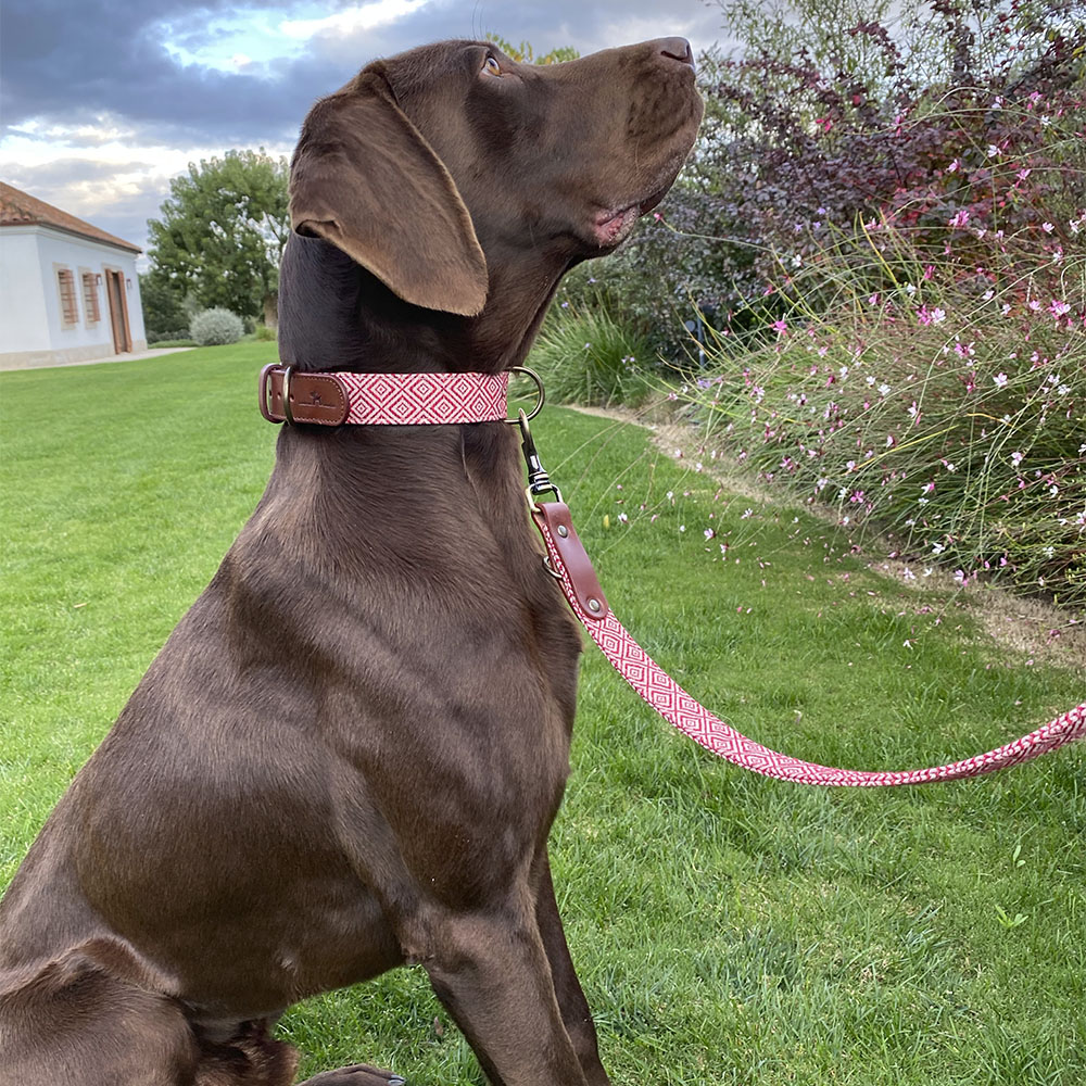 Correa para perros Mambo - Image 2