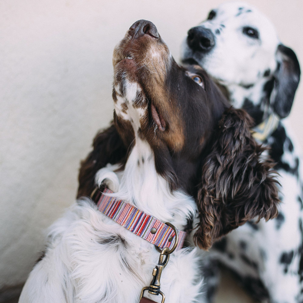 Toby Dog Collar - Image 2