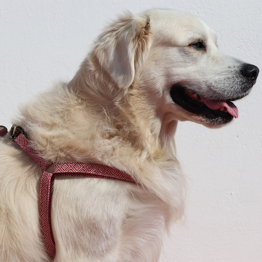 Mambo Harness - Image 6