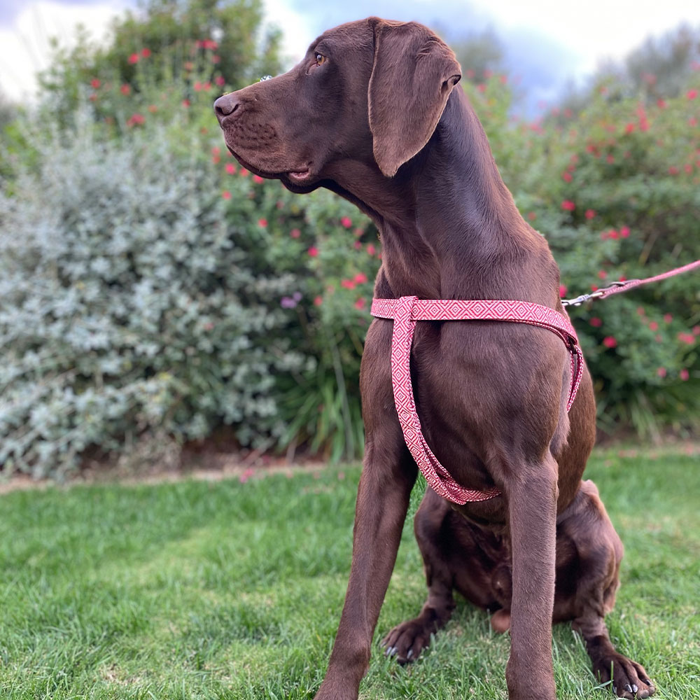 Mambo Harness - Image 3