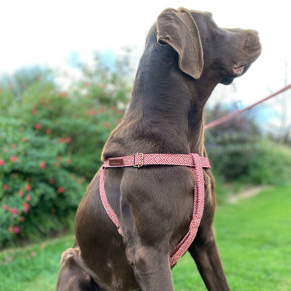 Mambo Harness - Image 7