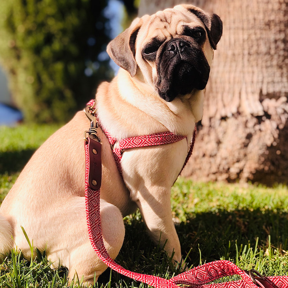 Mambo Harness - Image 5