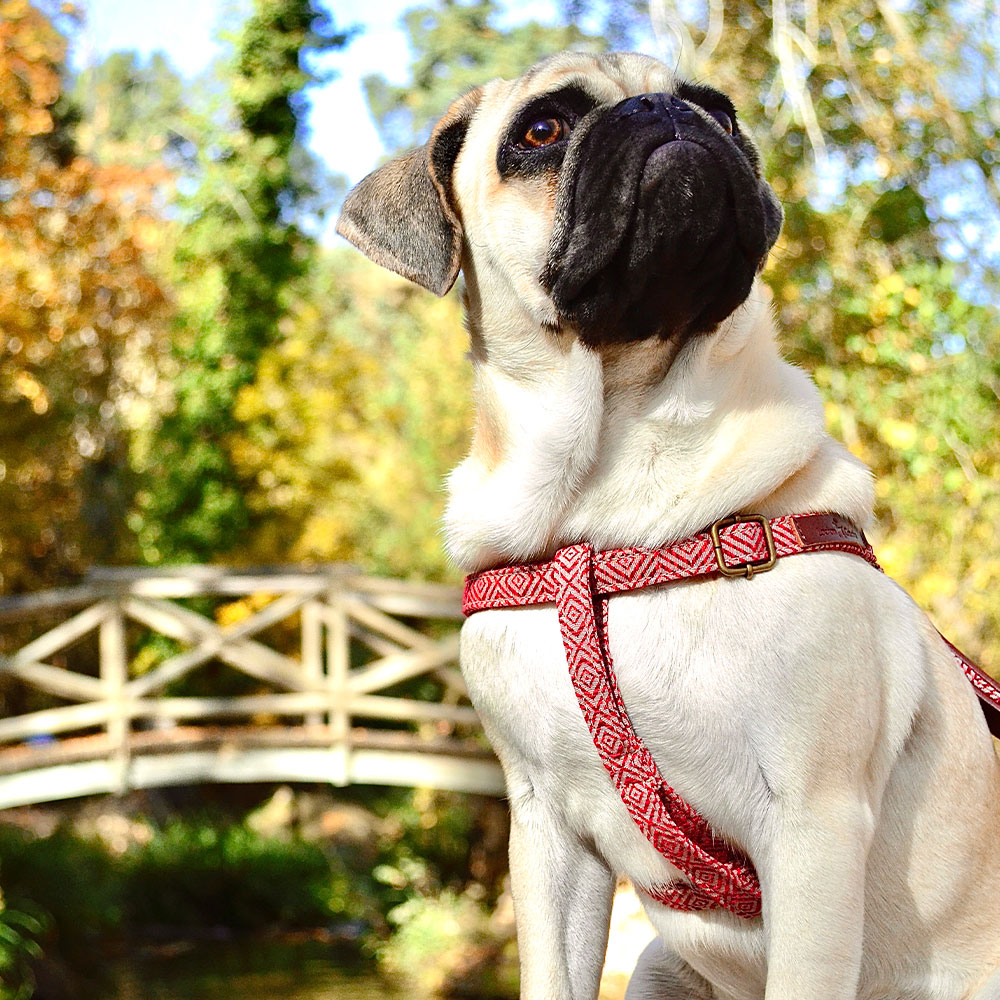Mambo Harness