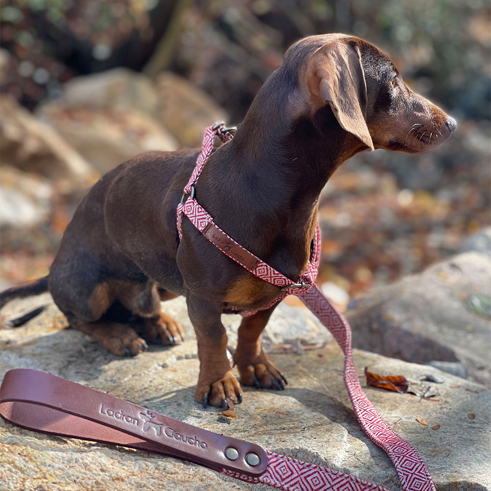 Mambo Harness - Image 8