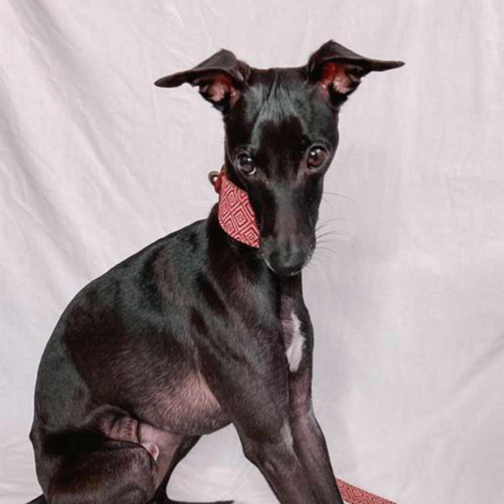 Collar para perros Mambo Galgo - Image 2