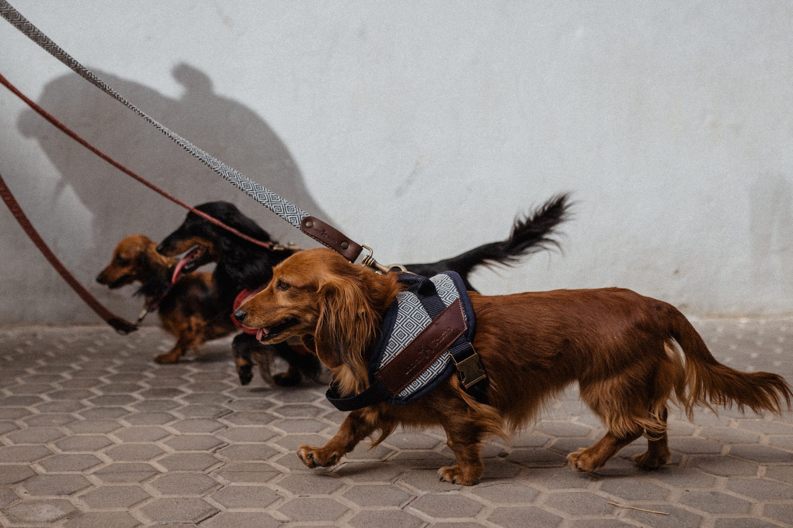 Arneses perros pequeños ladran gaucho