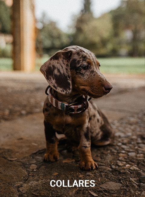 Collares para perros ladran gaucho